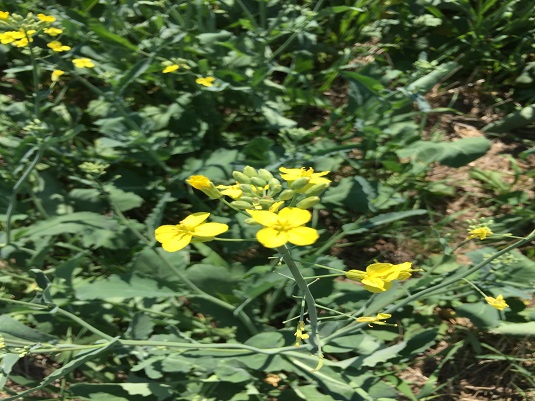 Flowering Rapeseed plant. Full image view opens in a new window.