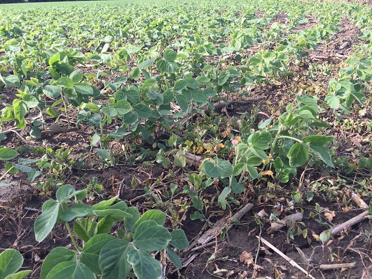Soybean field. Full image view opens in a new window.