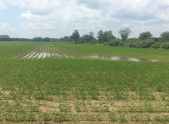 Soybeans in Ontario. Full image view opens in a new window.
