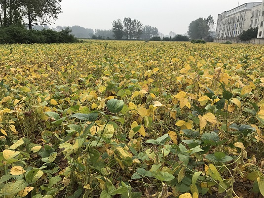 Soybean. Full image view opens in a new window.