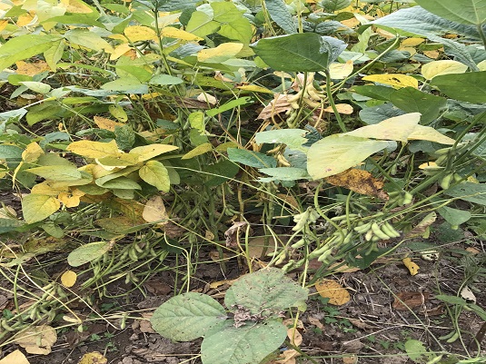 Soybean. Full image view opens in a new window.