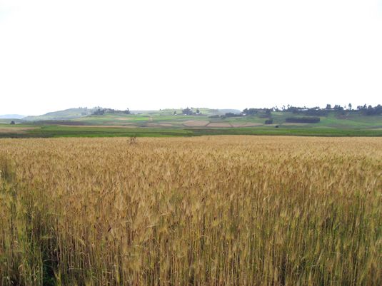 Barley Field. Full image view opens in a new window.