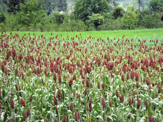Red Sorghum. Full image view opens in a new window.