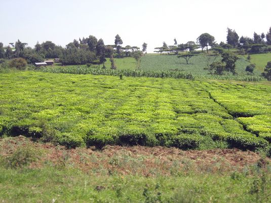Tea and corn. Full image view opens in a new window.