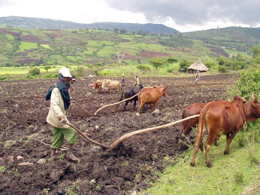 Planting Teff. Full image view opens in a new window.