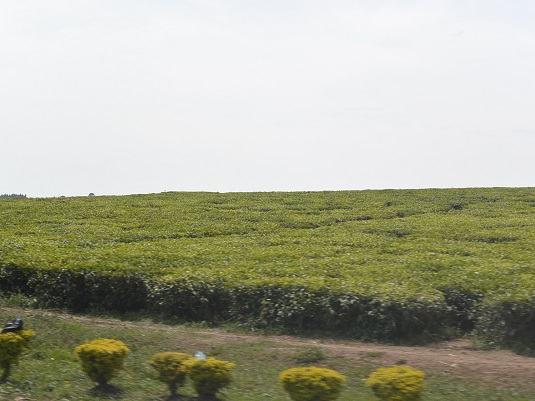 Uganda Tea. Full image view opens in a new window.