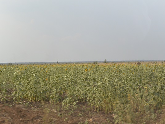 Uganda Sunflower. Full image view opens in a new window.