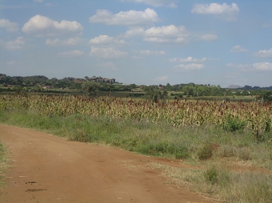 Uganda Sorghum. Full image view opens in a new window.