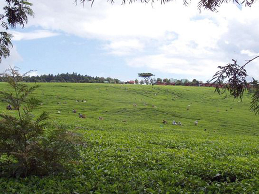 Kenya Tea 5. Full image view opens in a new window.