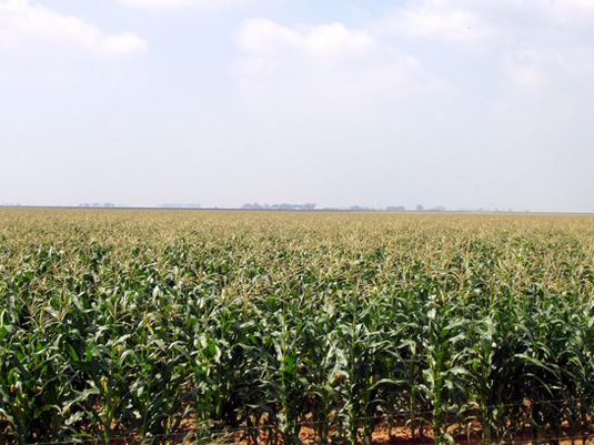 Skoonspruit Corn. Full image view opens in a new window.
