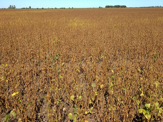 Soybeans. Full image view opens in a new window.