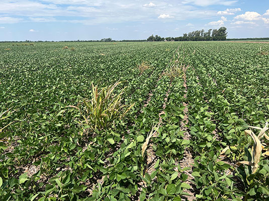 Volunteer corn crop in a no till first soy field. Full image view opens in a new window.