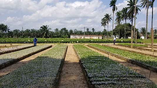 Palm oil tree nursery at CNRA research station. Full image view opens in a new window.