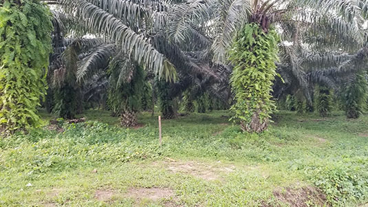 Palm oil trees located on Palmafrique's large palm estate. Full image view opens in a new window.