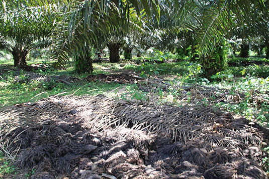 Palm oil trees located on small landholder's farm. Full image view opens in a new window.