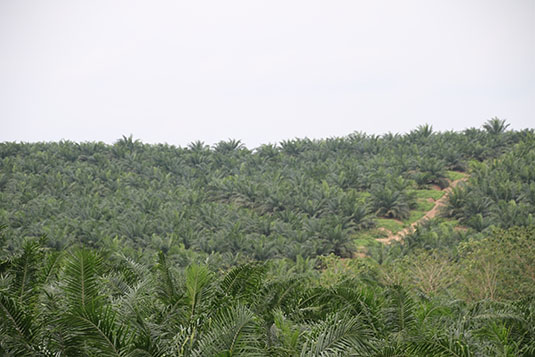 Palm oil estate located near Twifo Praso. Full image view opens in a new window.