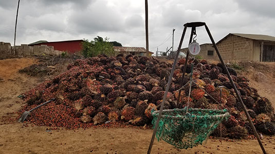 Roadside weigh scale for harvested fresh fruit bunches. Full image view opens in a new window.