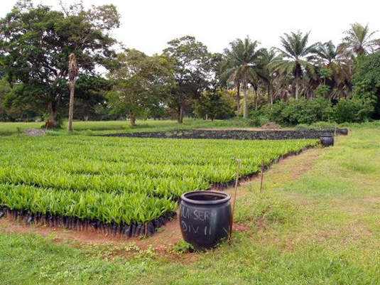 Nigeria Palm Tree Nursery. Full image view opens in a new window.