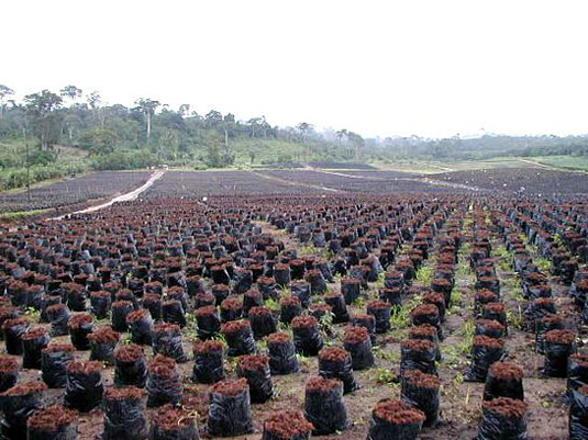 Palm Oil Nursery. Full image view opens in a new window.