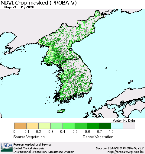 Korea NDVI Crop-masked (PROBA-V) Thematic Map For 5/21/2020 - 5/31/2020