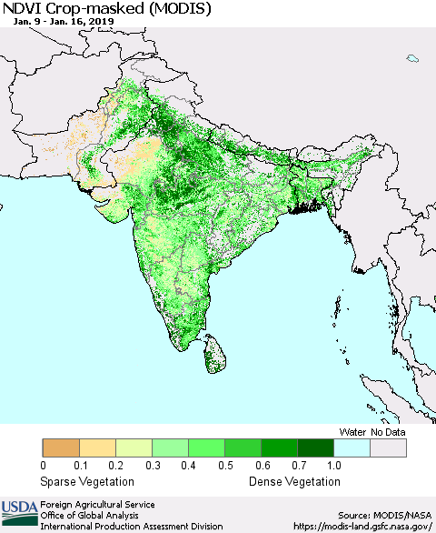 Southern Asia Cropland NDVI (Terra-MODIS) Thematic Map For 1/11/2019 - 1/20/2019