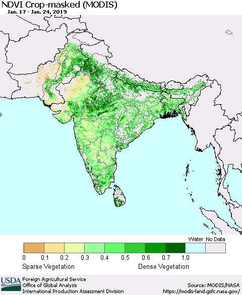 Southern Asia Cropland NDVI (Terra-MODIS) Thematic Map For 1/21/2019 - 1/31/2019