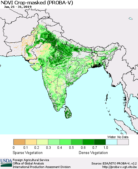 Southern Asia NDVI Crop-masked (PROBA-V) Thematic Map For 1/21/2019 - 1/31/2019