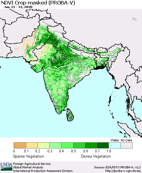 Southern Asia NDVI Crop-masked (PROBA-V) Thematic Map For 1/21/2020 - 1/31/2020