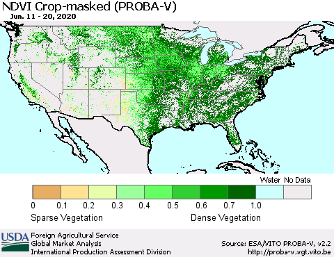 United States NDVI Crop-masked (PROBA-V) Thematic Map For 6/11/2020 - 6/20/2020