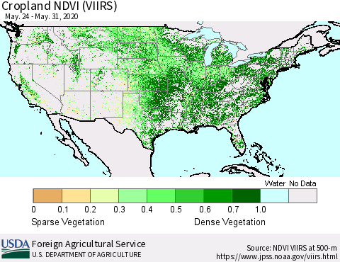 United States Cropland NDVI (VIIRS) Thematic Map For 5/21/2020 - 5/31/2020