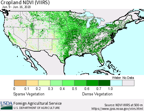 United States Cropland NDVI (VIIRS) Thematic Map For 6/11/2020 - 6/20/2020