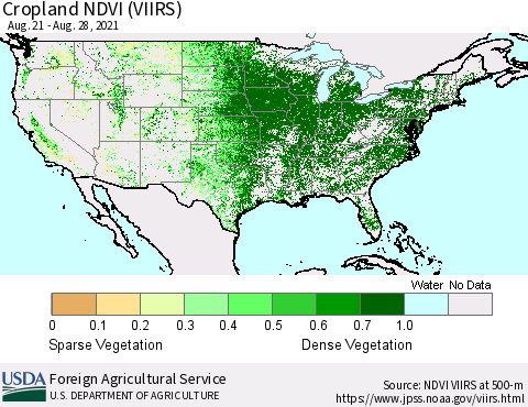 United States Cropland NDVI (VIIRS) Thematic Map For 8/21/2021 - 8/31/2021